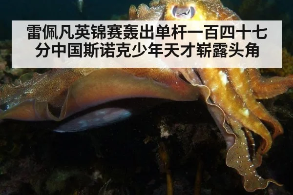 雷佩凡英锦赛轰出单杆一百四十七分中国斯诺克少年天才崭露头角